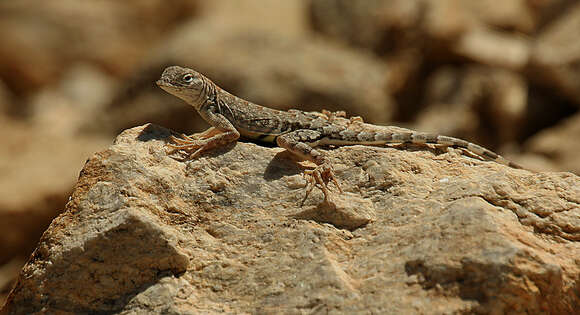 Image of Zebratail lizards