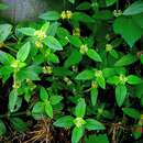 Image of Pacific False Buttonweed