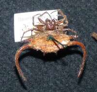 Image of Devil's crab orbweaver