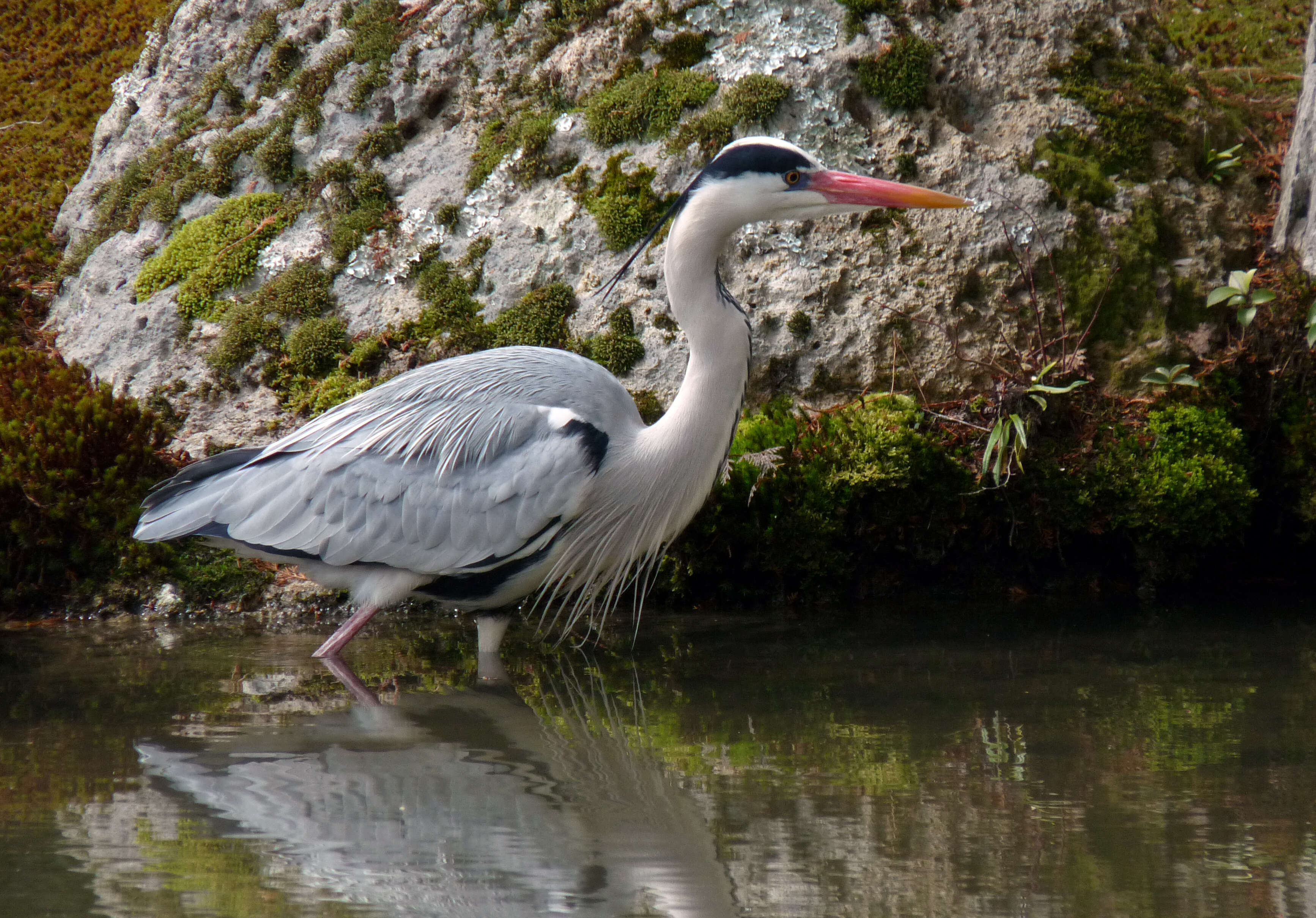 Image of Grey Heron