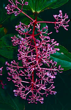 Image of medinilla