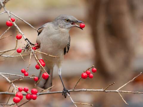 Image of Northern Mockingbird