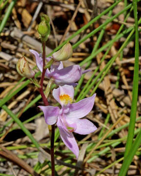 Image of Many-flowered grass-pink orchid