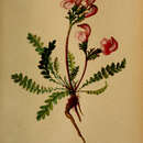 Image of Pedicularis verticillata subsp. caespitosa (Webb) I. Soriano