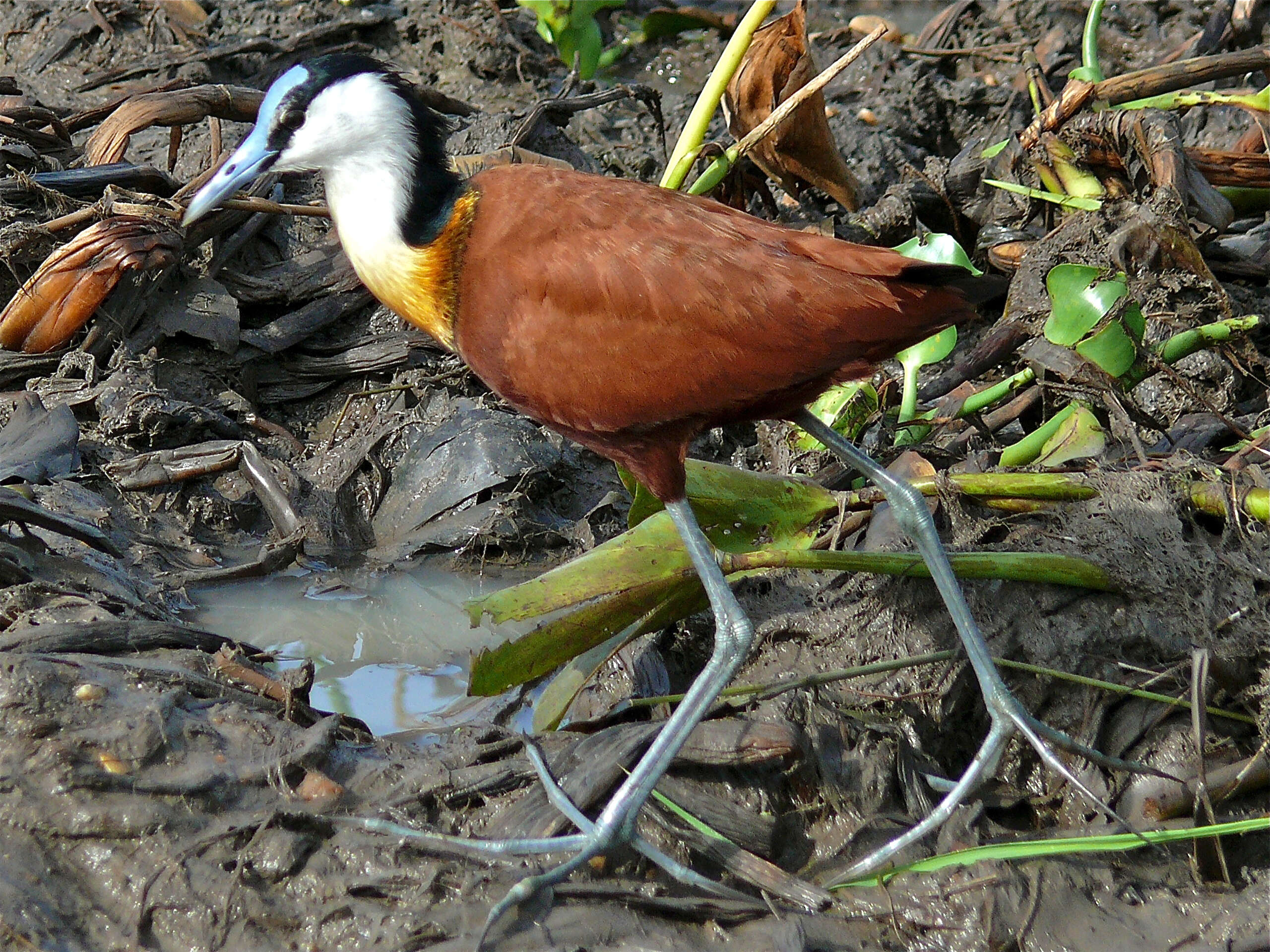 Imagem de Actophilornis Oberholser 1925