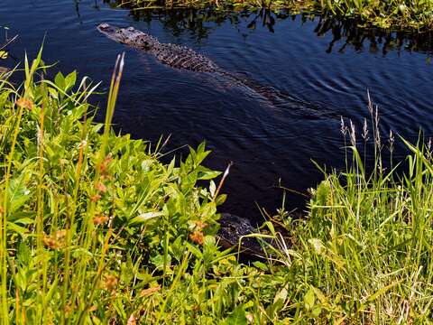 Image of Alligator