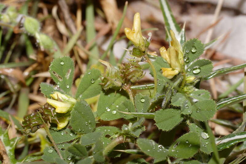 Слика од Medicago