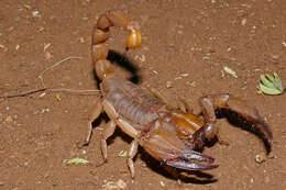 Image of hissing scorpions