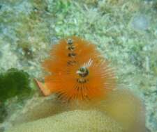 Image of calcareous tubeworms