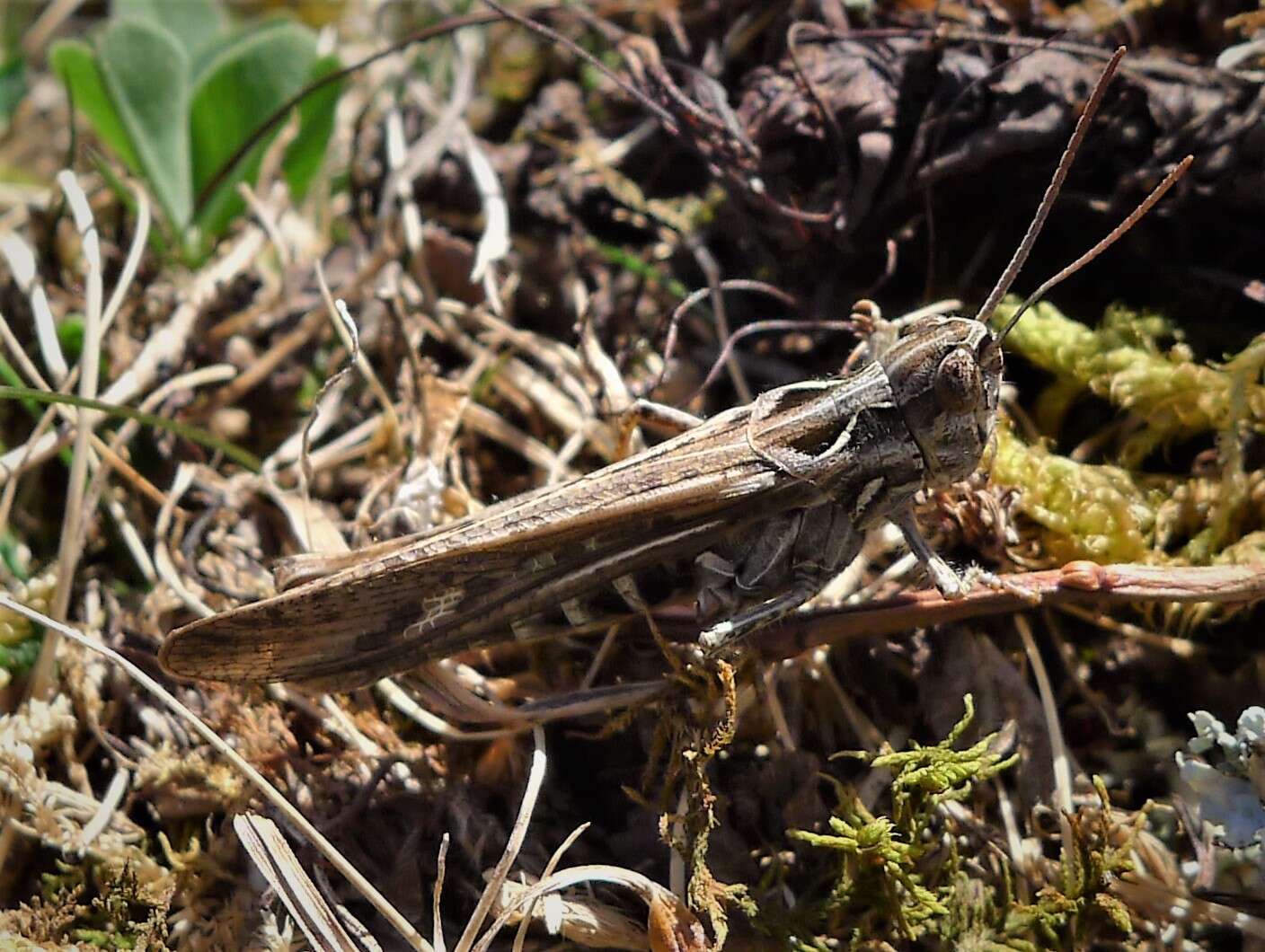 Image de Chorthippus (Glyptobothrus) bornhalmi Harz 1971