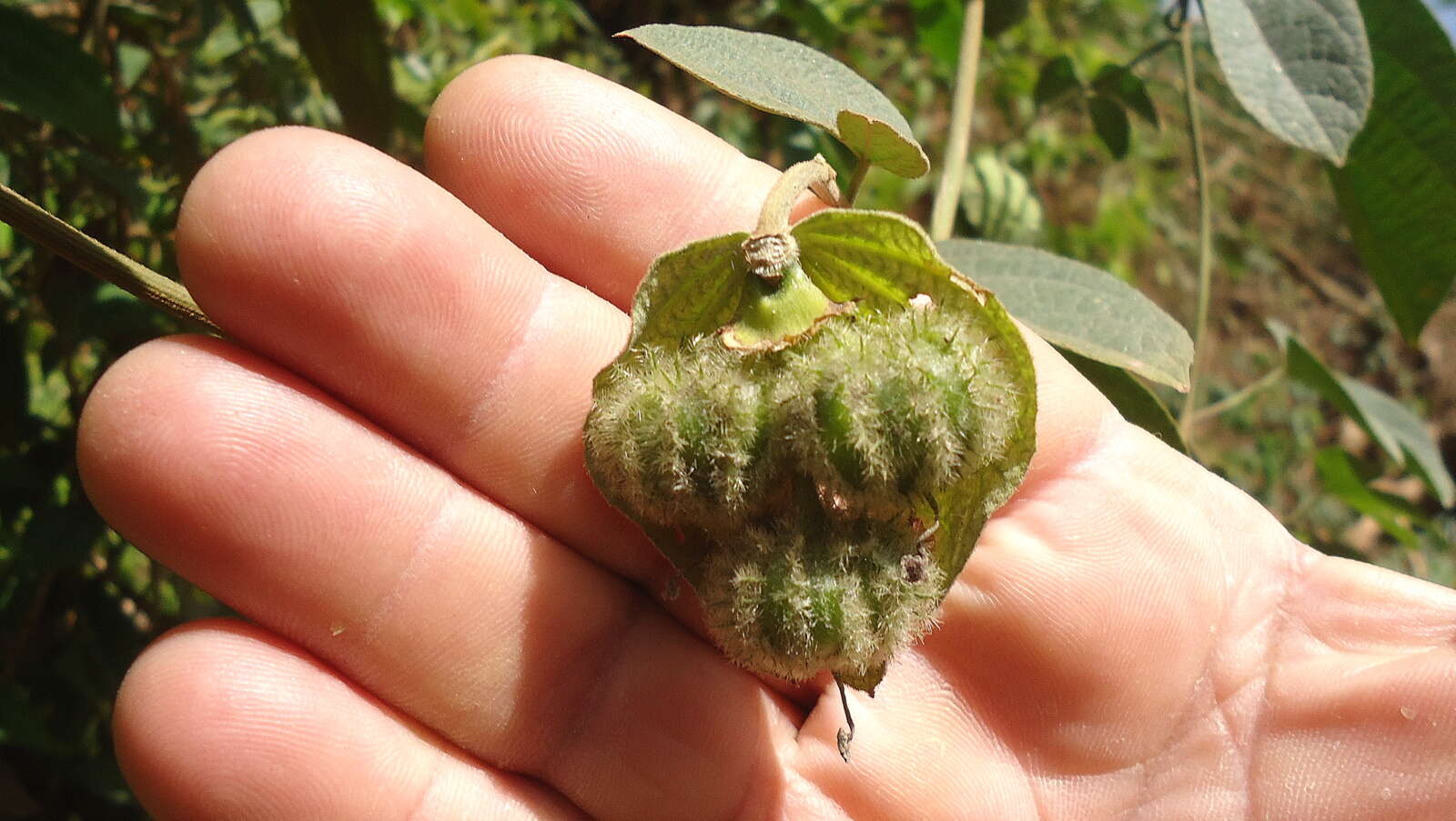 Image of Dalechampia tiliifolia Lam.