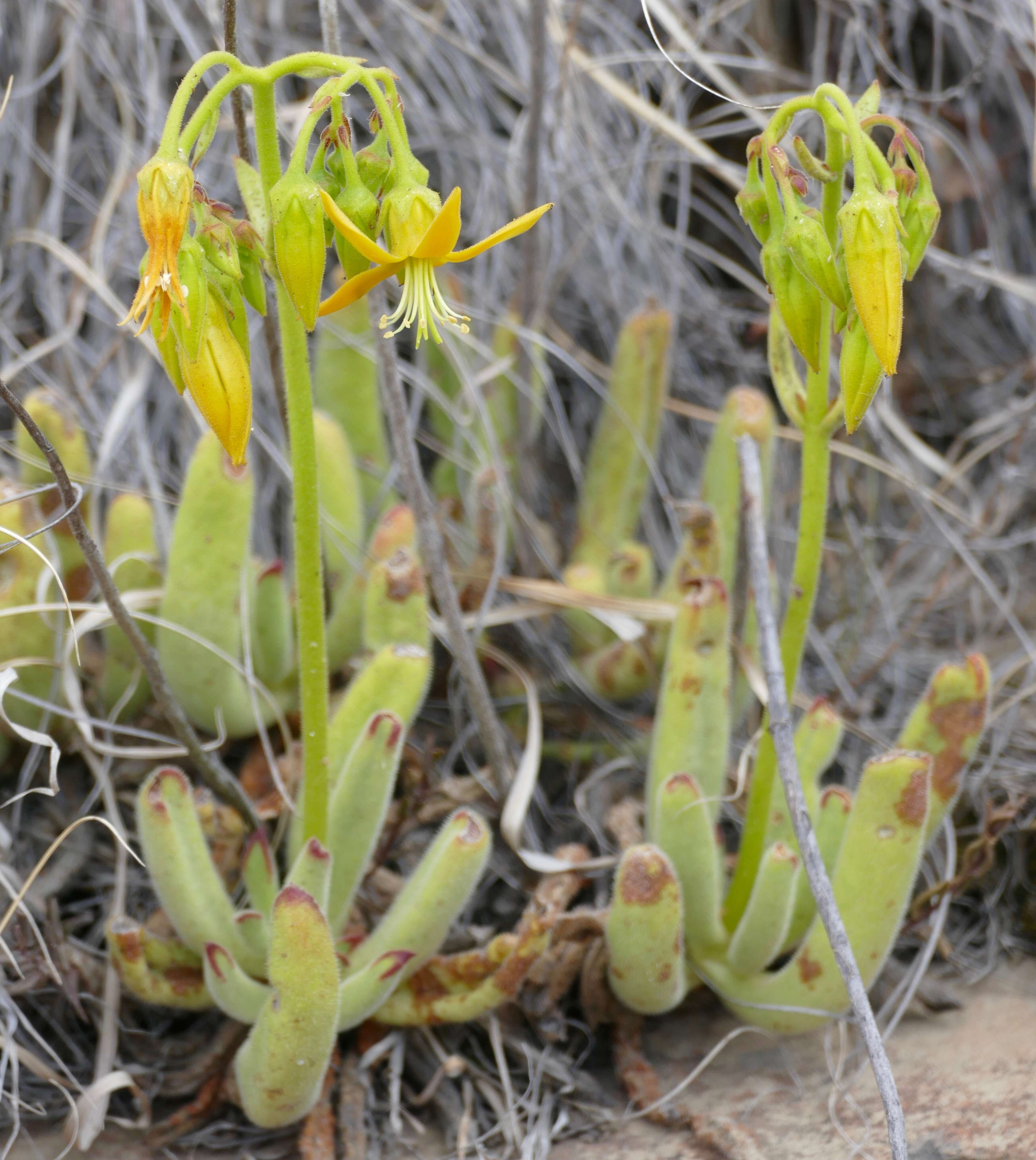 Image of Cotyledon campanulata Marloth