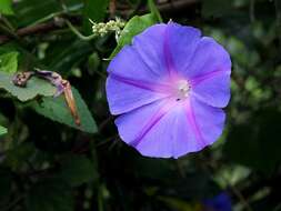 Image of Blue morning glory