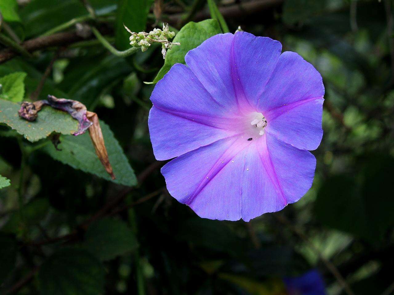 Sivun Ipomoea indica (J. Burman) Merr. kuva