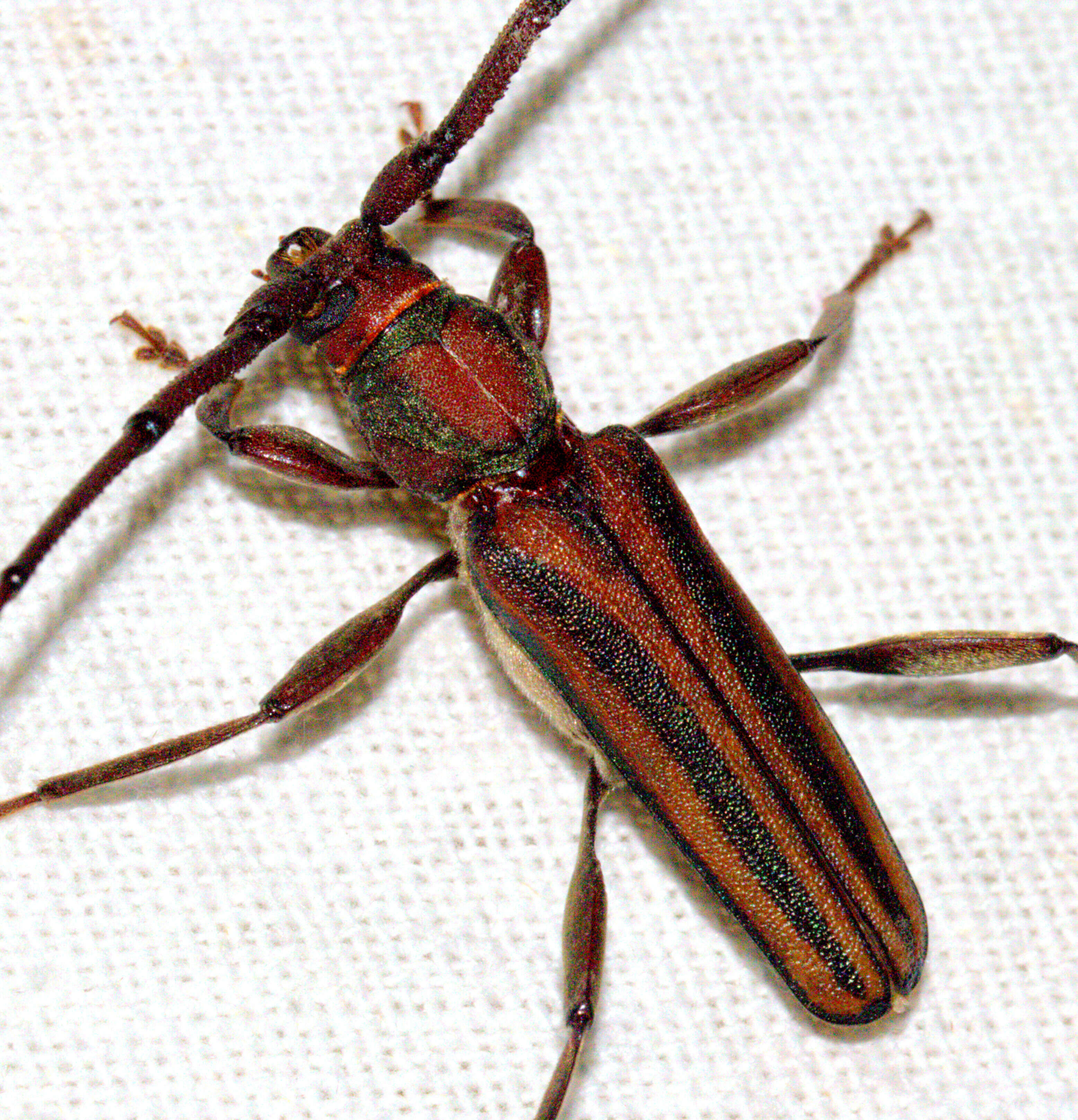 Image of Monkeypod roundheaded borer