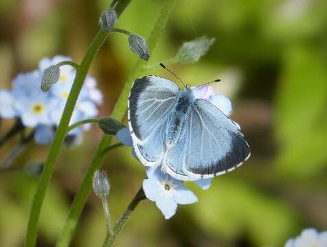 Image of holly blue