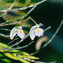 Image de Dendrobium flexile Ridl.