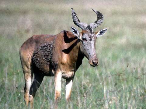 Image of Hartebeest