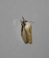 Image of tuft moths