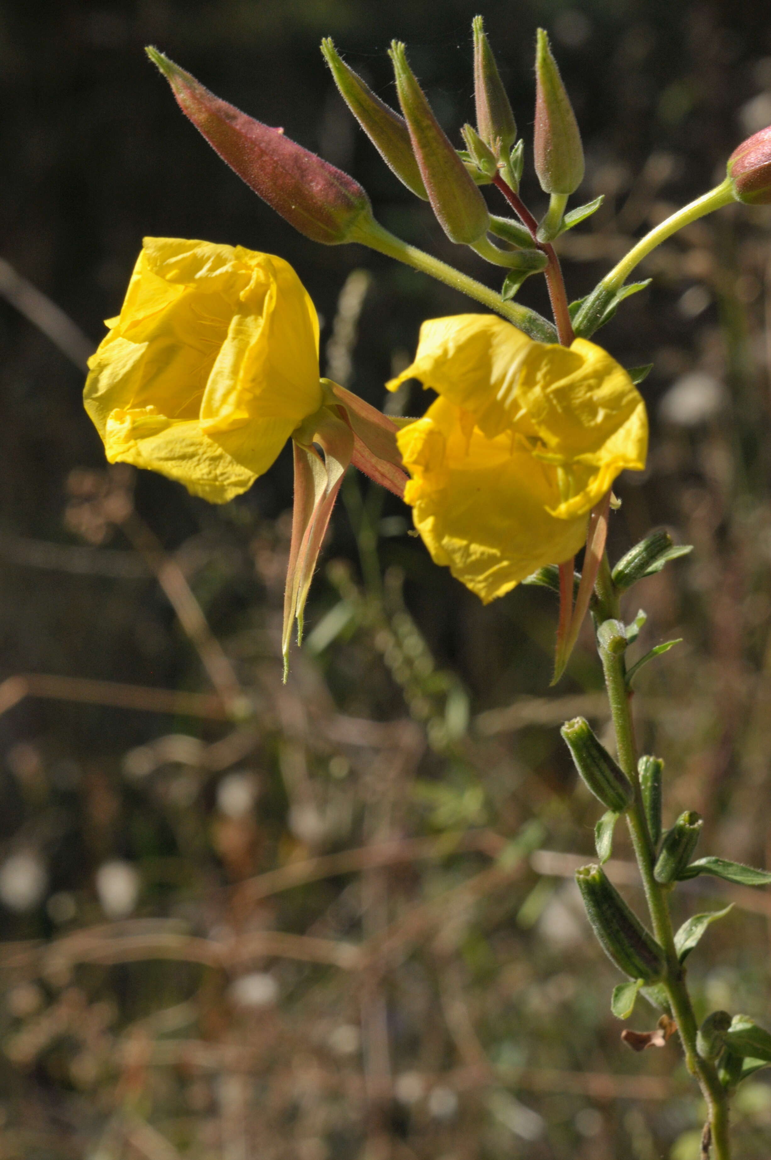 Image of redsepal evening primrose