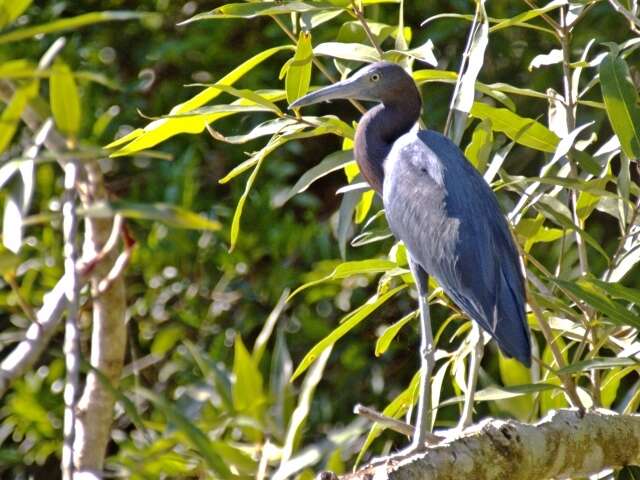 Image of Egretta Forster & T 1817