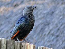 Image of Red-winged Starling