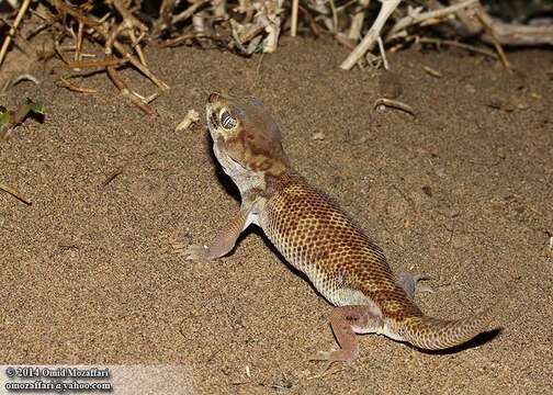 Image of Wonder geckos