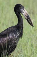 Image of African Openbill