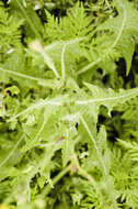 Image of field sowthistle