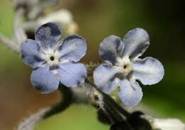 Plancia ëd Andersonglossum virginianum (L.) J. I. Cohen