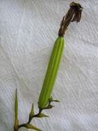 Image of Sobralia liliastrum Lindl.