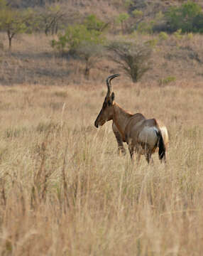 Image of Hartebeest