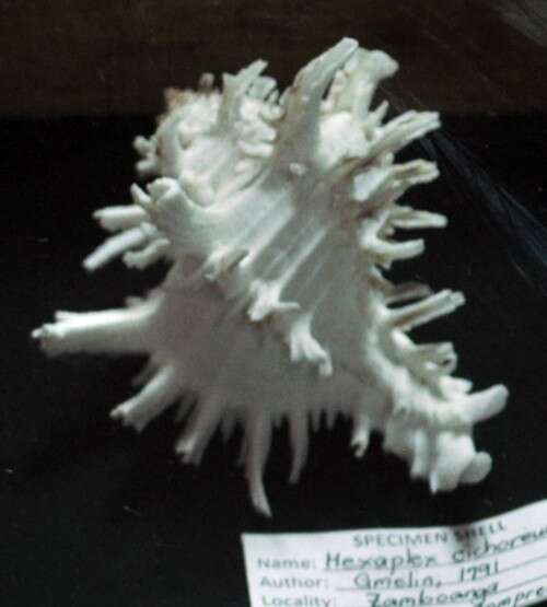 Image of Hexaplex Perry 1810