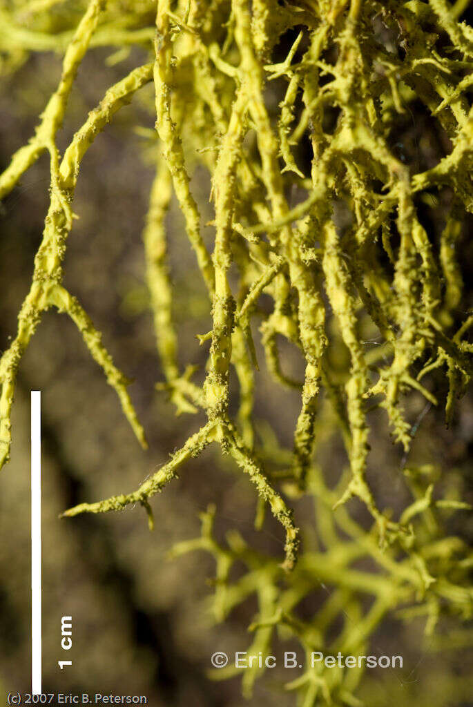 Image of wolf lichen