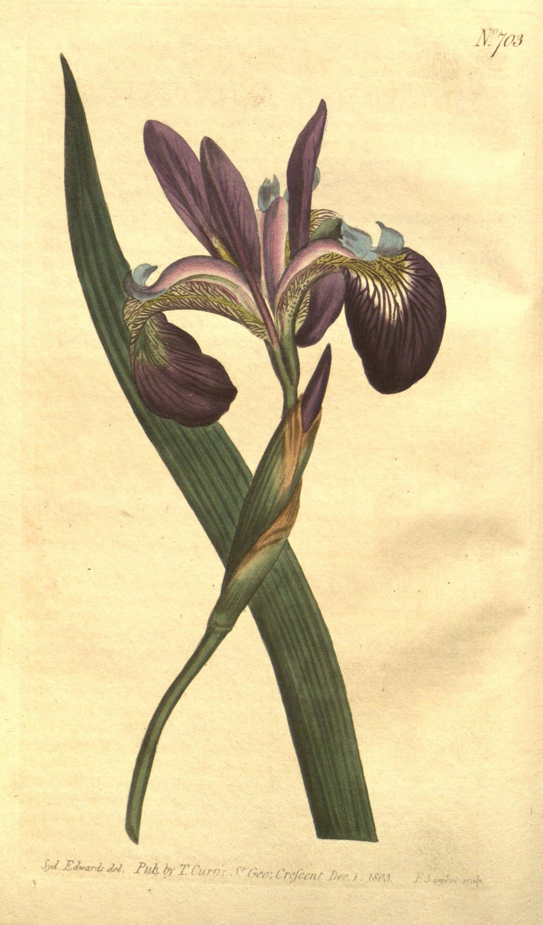 Image of Virginia iris