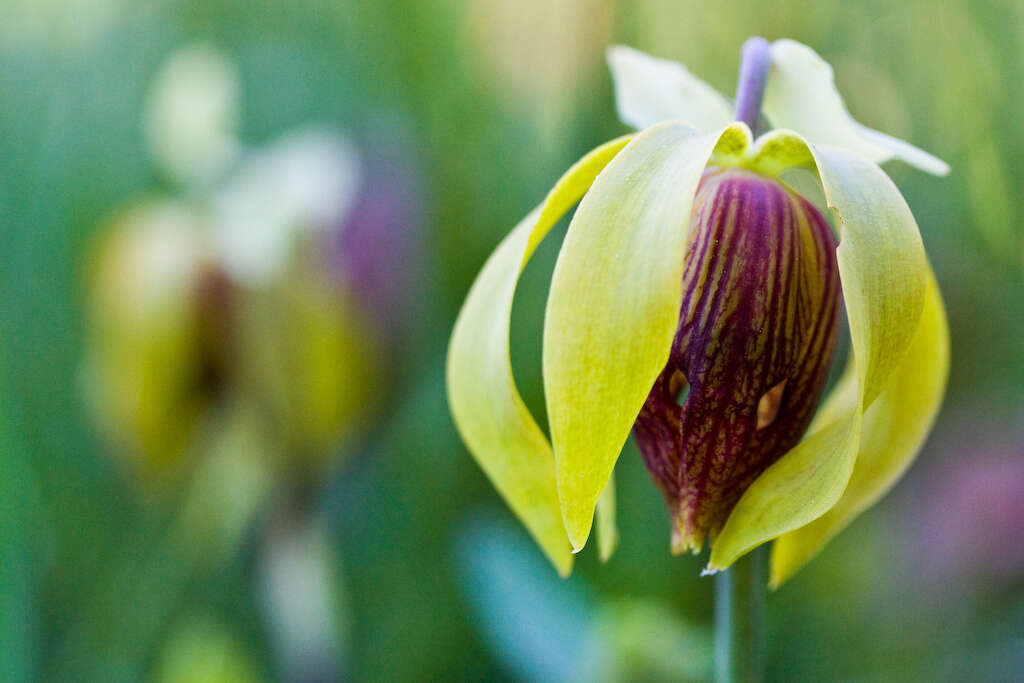 Image of California pitcherplant