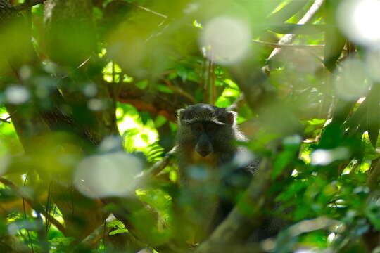 Слика од Cercopithecus mitis albogularis (Sykes 1831)