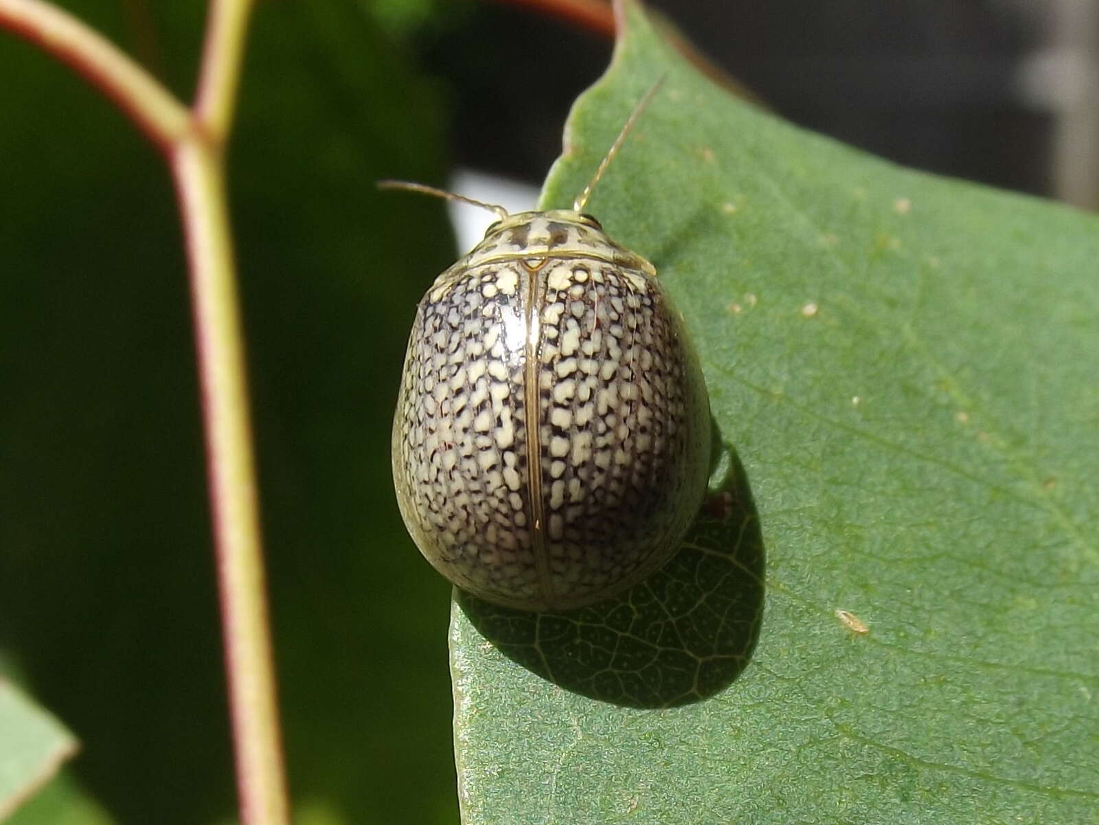 صورة <i>Paropsisterna decolorata</i>