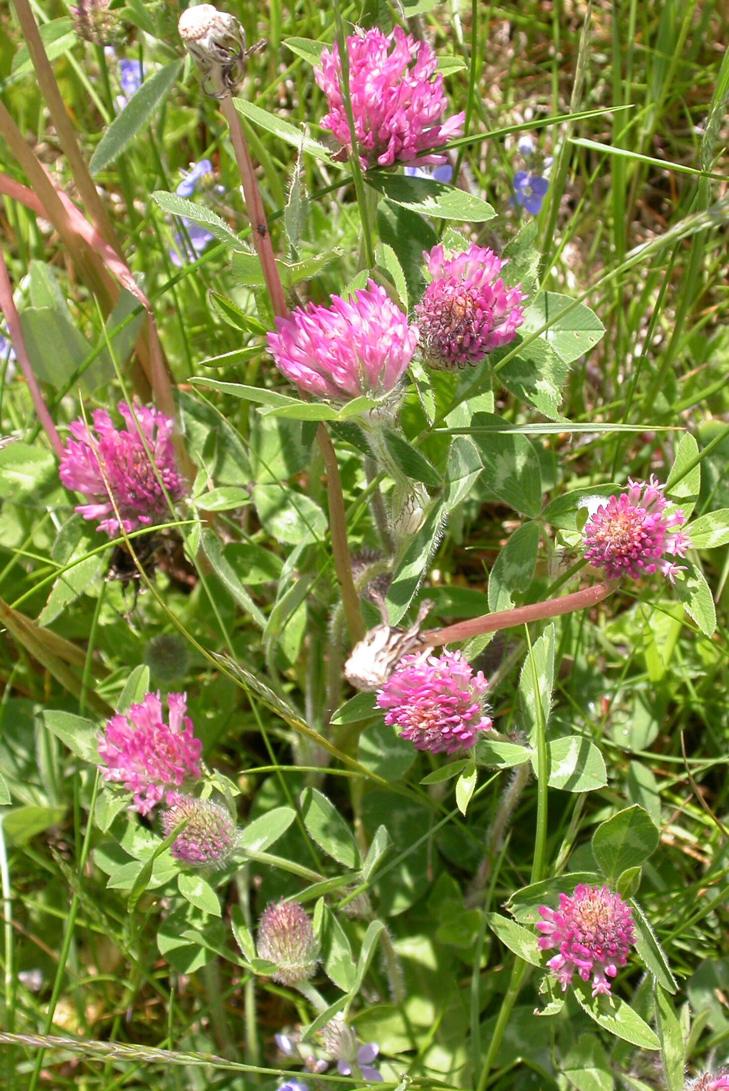 Image of clover