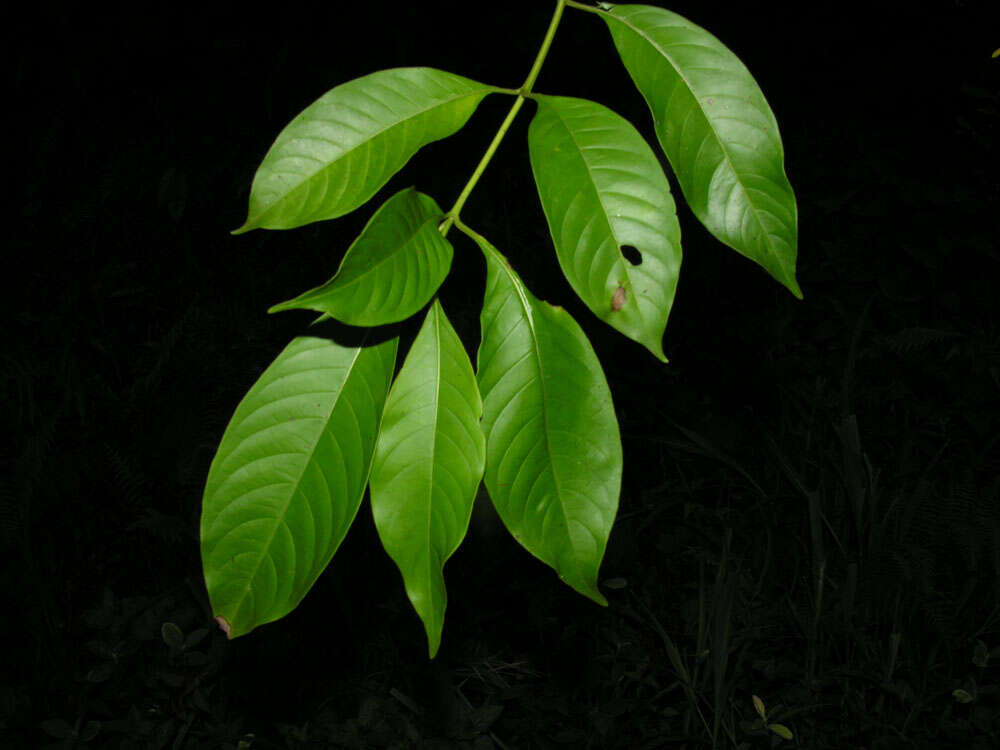 Image of Hamelia macrantha Little