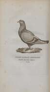 Image of Common Pigeon