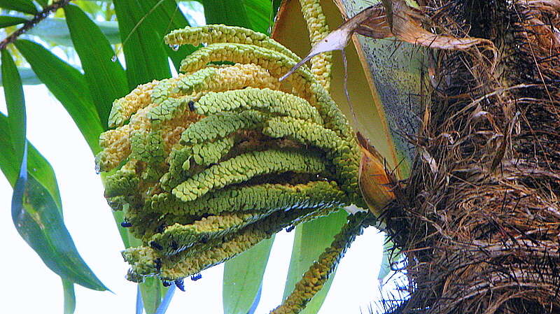 Image of Bactris ferruginea Burret