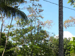 Image of cream albizia