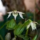 Image of Dendrobium rhodostictum F. Muell. & Kraenzl.