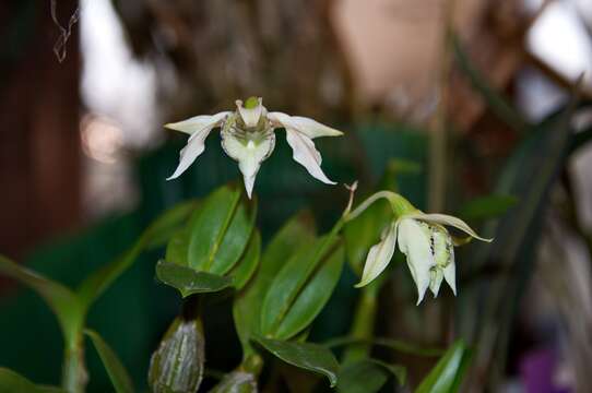 Imagem de Dendrobium rhodostictum F. Muell. & Kraenzl.