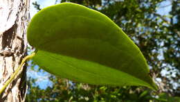 Dioscorea sincorensis R. Knuth resmi