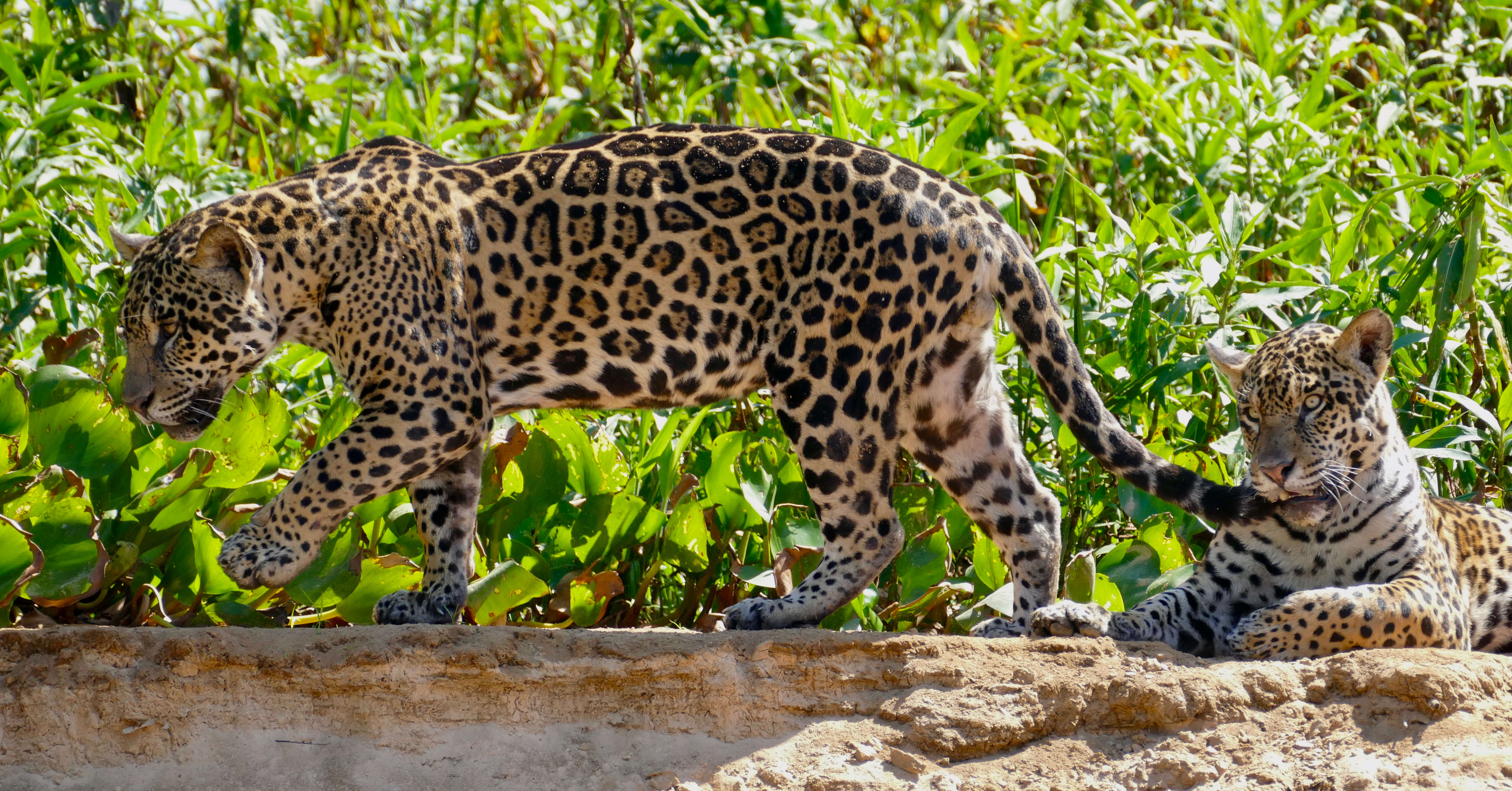 Image of Jaguar