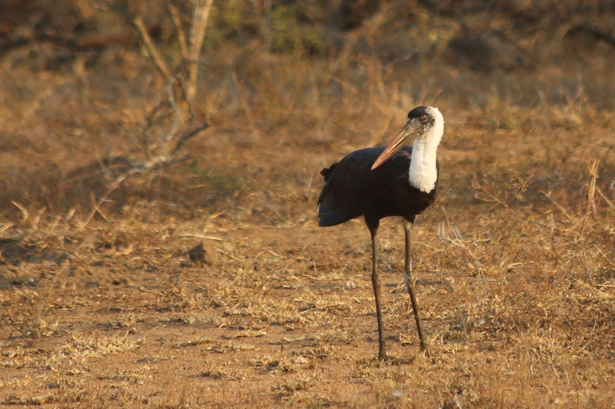 Image of Asian Woolly-necked Stork