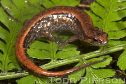 Image of dusky salamanders