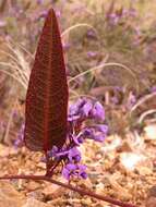 Image of Hardenbergia